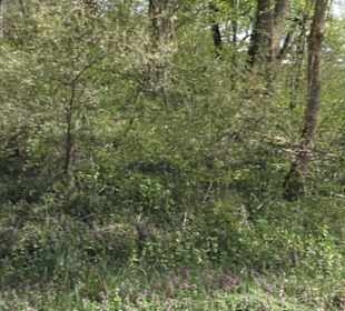 Waldlehrpfad an der Lauter