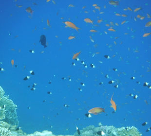 Kleine Fische