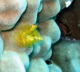 Doch ein Weihnachtsbaum?