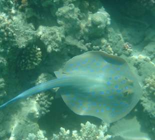 schnorcheln am Strand