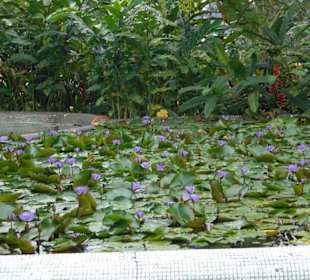 Hibiskus- und Orchideenpark