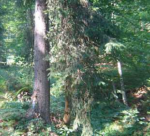 Parcul Natural Apuseni