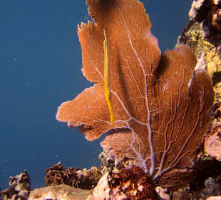 Begegnung unter Wasser Hurghada