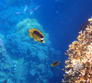 Tauchen Marsa Alam