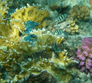 Korallenriff direkt vor der Haustür
