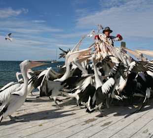 Fütterung der Raubtiere