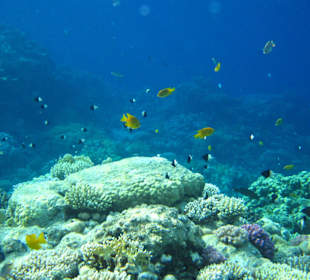 Wunderschönes Hausriff Hotel Melia Sinai