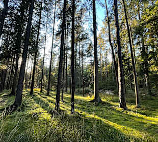 Wandern Warzenried