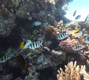 Einmalie Erlebnisse mit Mo´s Delfinen