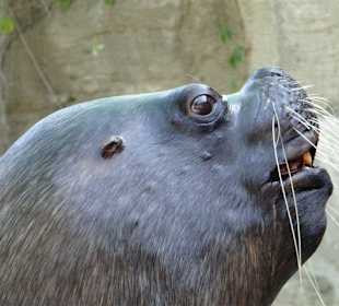 Bei den Seehunden und Robben