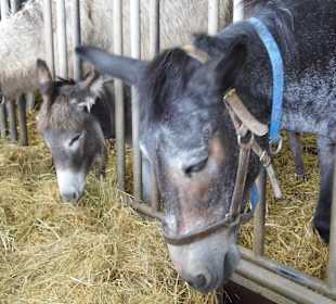 Eselpark-Impressionen