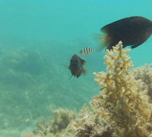 Underwater world of the hotel beach