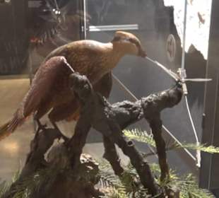 Dinosaurier Museum Altmühltal