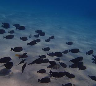 Schnorcheln Sahl Hasheesh