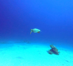 Schildkröte im Vorbeiflug