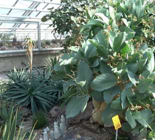 Gewächshäuser Botanischer Garten