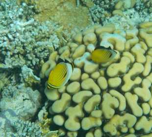 Schnorcheln Sharm el Sheikh