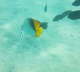 Schnorcheln Makadi Bay