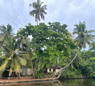 Bentota Fluss- und Mangroven Tour