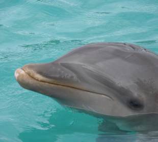 Delfin