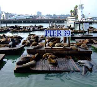 Am Pier 39