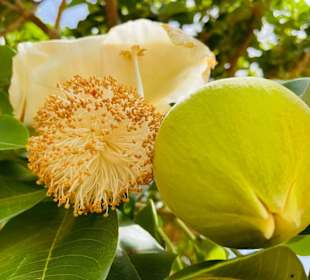 Baobab Frucht