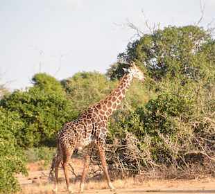 Tsavo Ost im Juni 2016