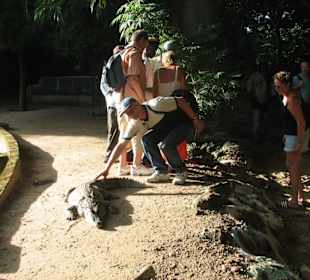 Krokodile zum Anfassen