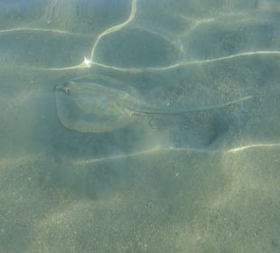 Скат-хвостокол на мелководье