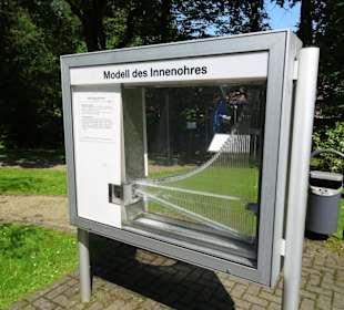 Modell des Innenohres