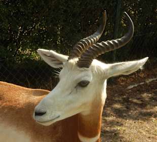 Durchfahrt Serengetipark