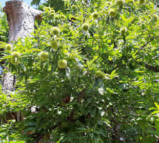 Er trägt noch viele Maronen