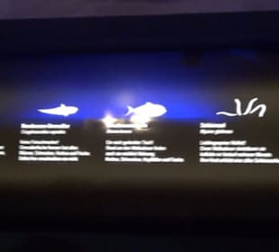 Meeresmuseum Stralsund