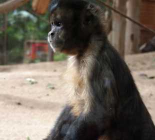 Tiere im Oasis Park Fuerteventura