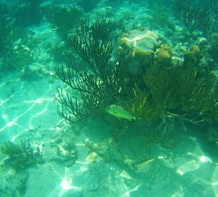 Unterwasserwelt