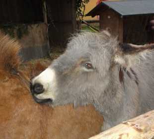 Hellbrunner Kinderweihnachtswelt