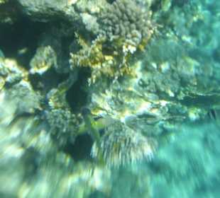 Beim Schnorcheln am Hausriff