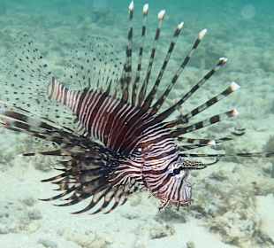 Hausriff Prince John Dive Resort 