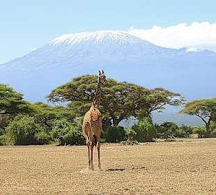 Schnee auf dem Kilimanjaro