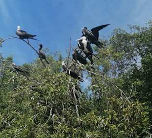 Viele Vogelarten 