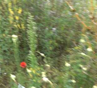 ALB-GOLD Naturgarten