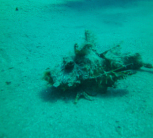 Red-Sea-Walkmen Hausriff