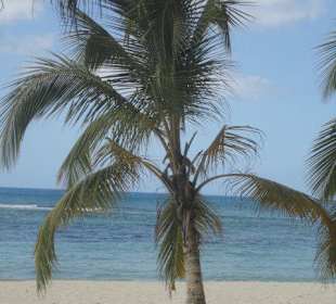 Palmenstrand auf Saona