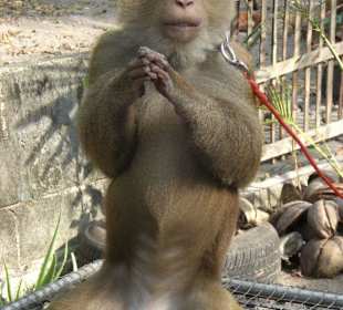 Affenschule Kranchanadit