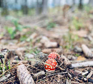 Nationalpark Bayerischer Wald