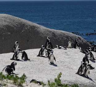 Pinguine