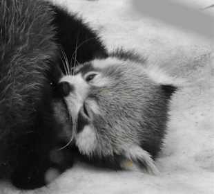 Brillenpandas beim Spielen im Schnee