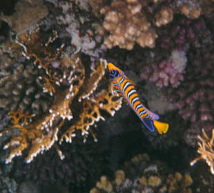 Fische in der Nachbarbucht Abu Dabab