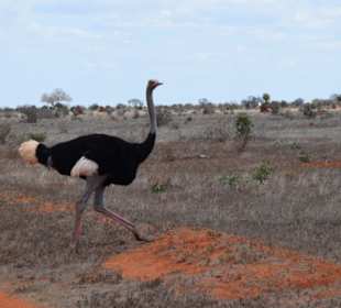 Tsavo East