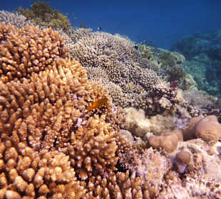 Hausriff vom Gorgonia Beach